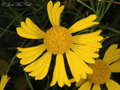 Yellowdicks: Helenium amarum