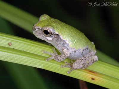 juvenile Gray Treefrog (probably Cope's)