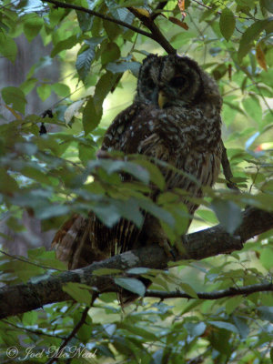 Barred Owl