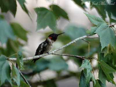 male Ruby-throated Hummingbird preening