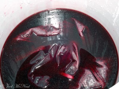 Elderberry wine primary fermentation