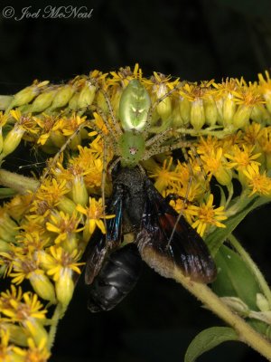 Green Lynx Spider with captured Organpipe Mud-dauber wasp