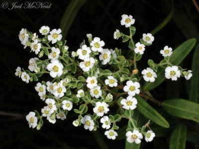 Flowering Spurge: Euphorbia pubentissima