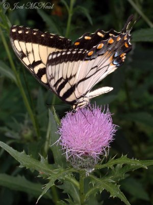 Eastern Tiger Swallowtail on Field Thistle (Cirsium discolor)