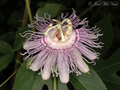 Purple Passionflower, Maypops: Passiflora incarnata