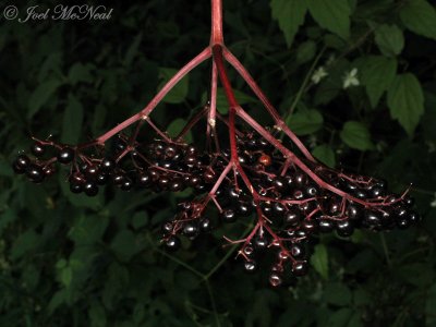 Elderberries: Sambucus canadensis