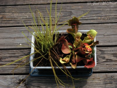 Drosera filiformis var. tracyi and Sarracenia rosea