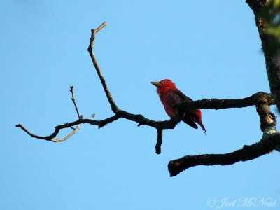 Summer Tanager