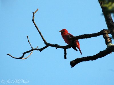 Summer Tanager