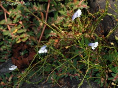 Piedmont False Pimpernel: Lindernia monticola