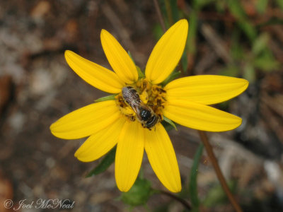 Longleaf Sunflower: Helianthus longifolius