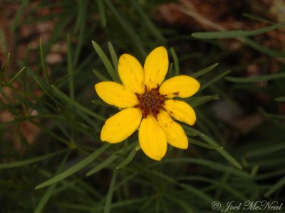 Showy Tickseed: Coreopsis pulchra