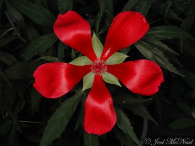 Scarlet Rosemallow: Hibiscus coccineus