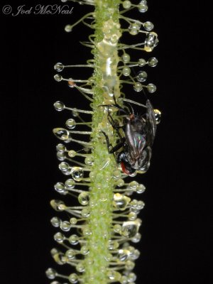 Fly caught on Threadleaf Sundew (Drosera filiformis var. tracyi)
