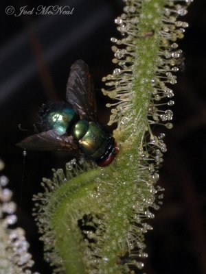 Green Bottlefly caught on Threadleaf Sundew (<i>Drosera filiformis</i> var. <i>tracyi</i>)