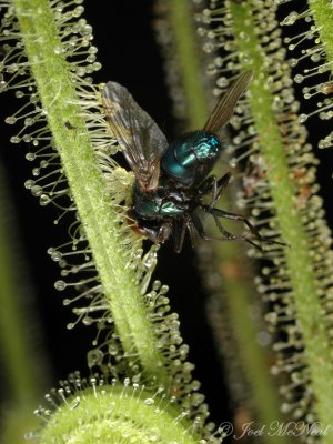 Green Bottlefly caught on Threadleaf Sundew (Drosera filiformis var. tracyi)