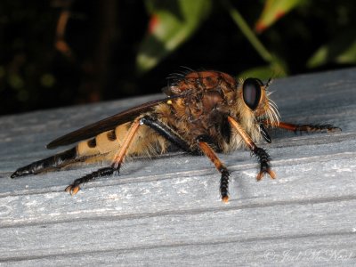 Red-footed Cannibalfly: Promachus rufipes