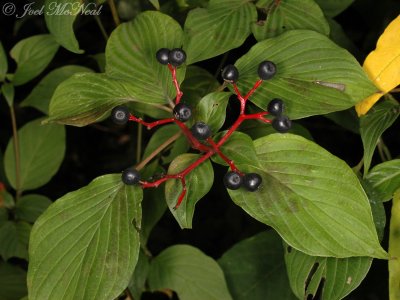 Pagoda Dogwood: Cornus alternifolia