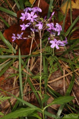 Broadleaf Phlox: Phlox amplifolia