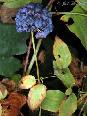 Carrionflower: Smilax herbacea