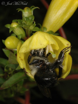 Appalachian False Foxglove: Aureolaria laevigata
