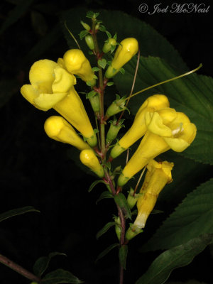 Appalachian False Foxglove: Aureolaria laevigata