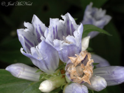 Appalachian Gentian: Gentiana decora