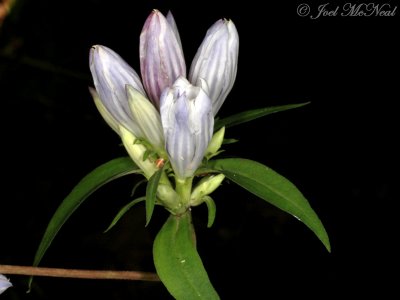 Appalachian Gentian: Gentiana decora