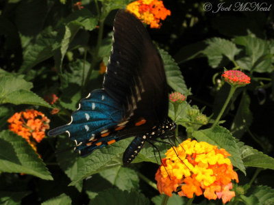 male Pipevine Swallowtail on Lantana