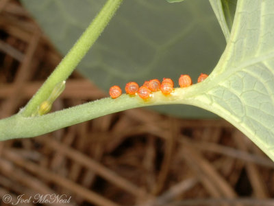 Pipevine Swallowtail (<i>Battus philenor</i>) fresh egg cluster