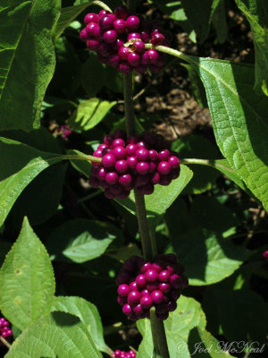Beautyberry: Callicarpa americana