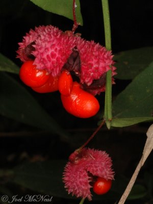 Wild Strawberrybush, Hearts-a'-bustin': Euonymus americanus