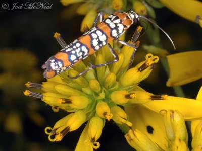 Ailanthus Webworm Moth (Atteva punctella) on Wingstem