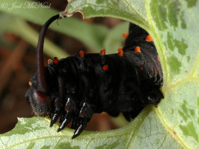 Pipevine Swallowtail caterpillar