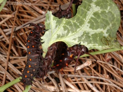 Pipevine Swallowtail caterpillars