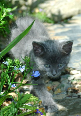 Baby Mojo