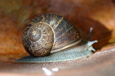 snail1.jpg