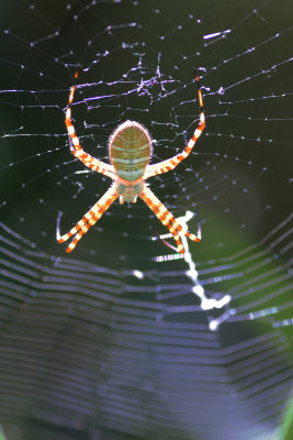 spider14.jpg