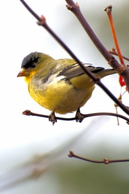 birds34.jpg