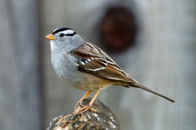 White-crown Sparrow