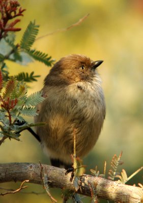 birds26.jpg