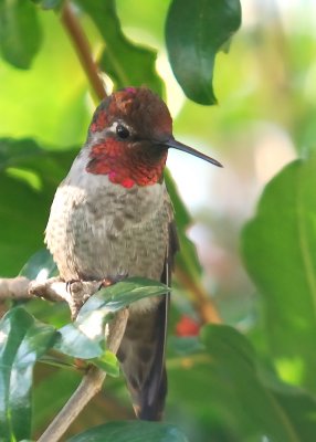 Male Anna's Hummingbird flashing