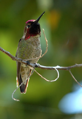 Male Anna's posing pretty