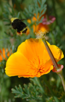 bee23.jpg