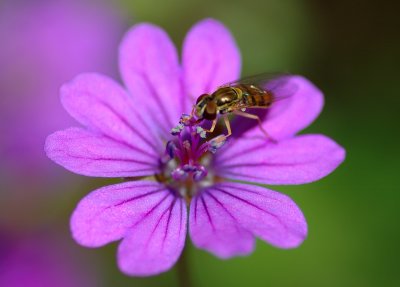 bee24.jpg