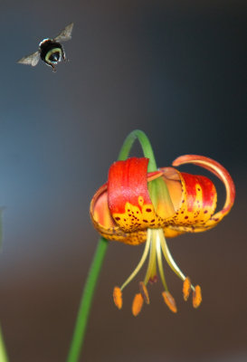 bee28.jpg