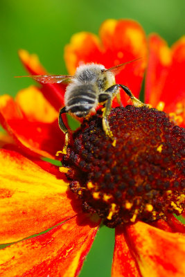 bee35.jpg