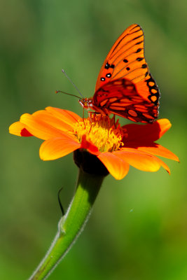 butterfly13.jpg