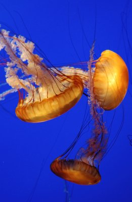 Monterey Aquarium Jellies