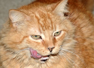 Orange Tiny's Anticipation